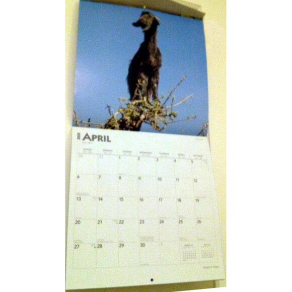 2025 Calendar, Goats in Trees, Monthly, 12" x 24" - Opened, Great Condition - Picture 5 of 15